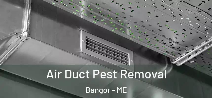 Air Duct Pest Removal Bangor - ME