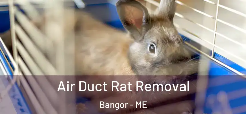  Air Duct Rat Removal Bangor - ME